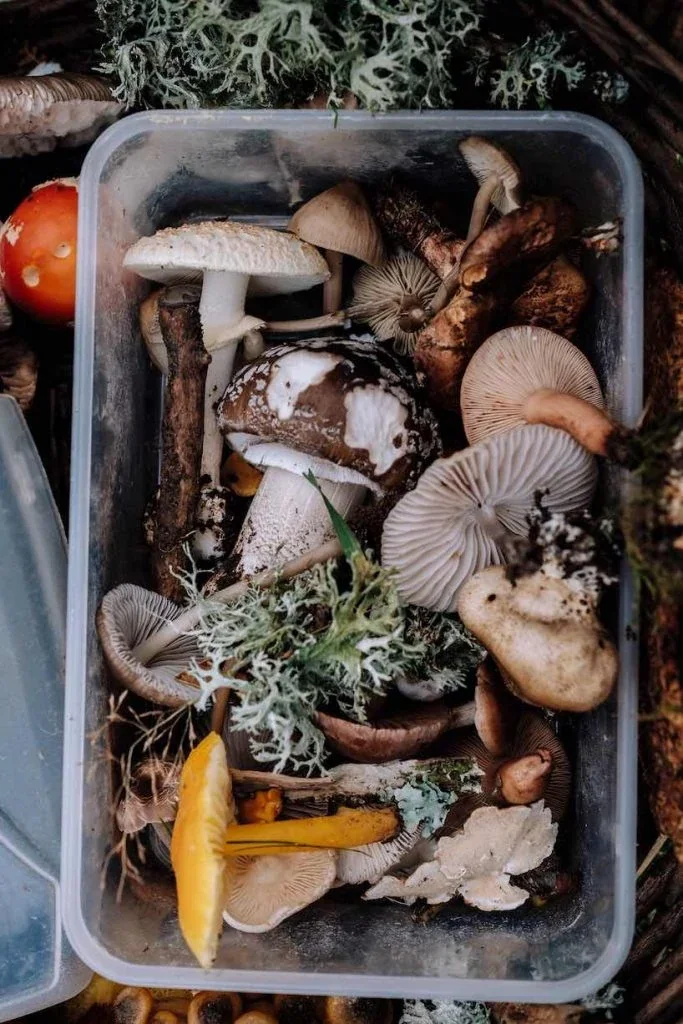 various wild mushrooms in a plastic container