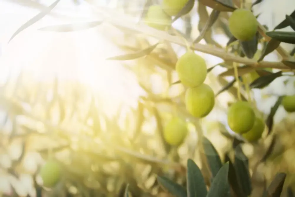 An established olive tree with olives on the branch and sunlight shining through the leaves