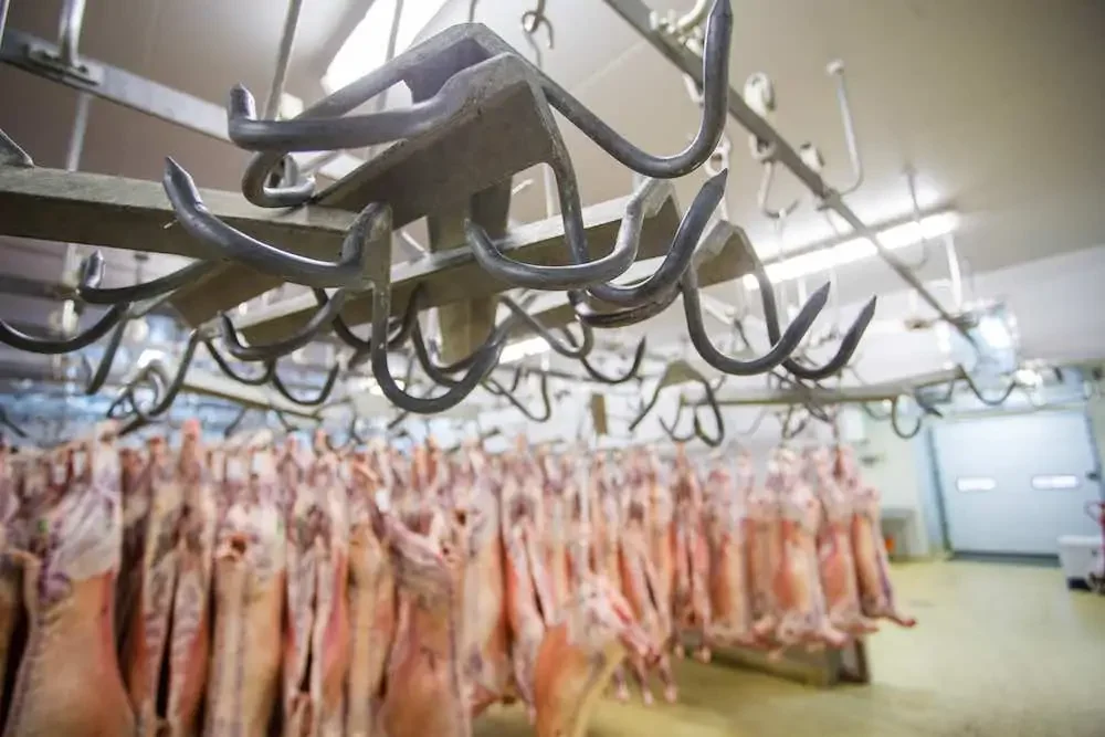 dead animals hanging on hooks in a slaughterhouse