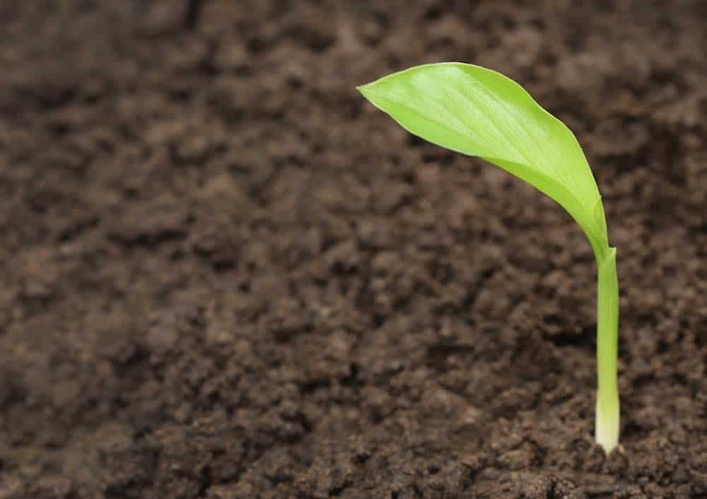 turmeric plant seedling - how to grow turmeric at home