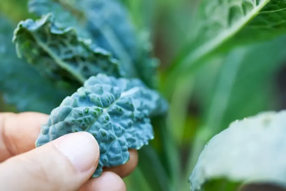 how to buy kale - fresh leaves growing