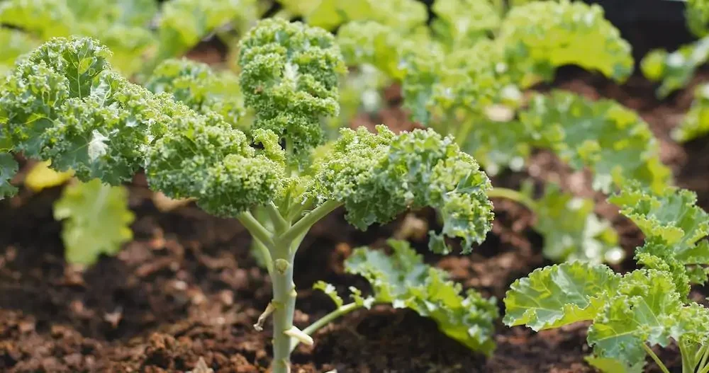 how to grow kale at home - baby leaves in the ground