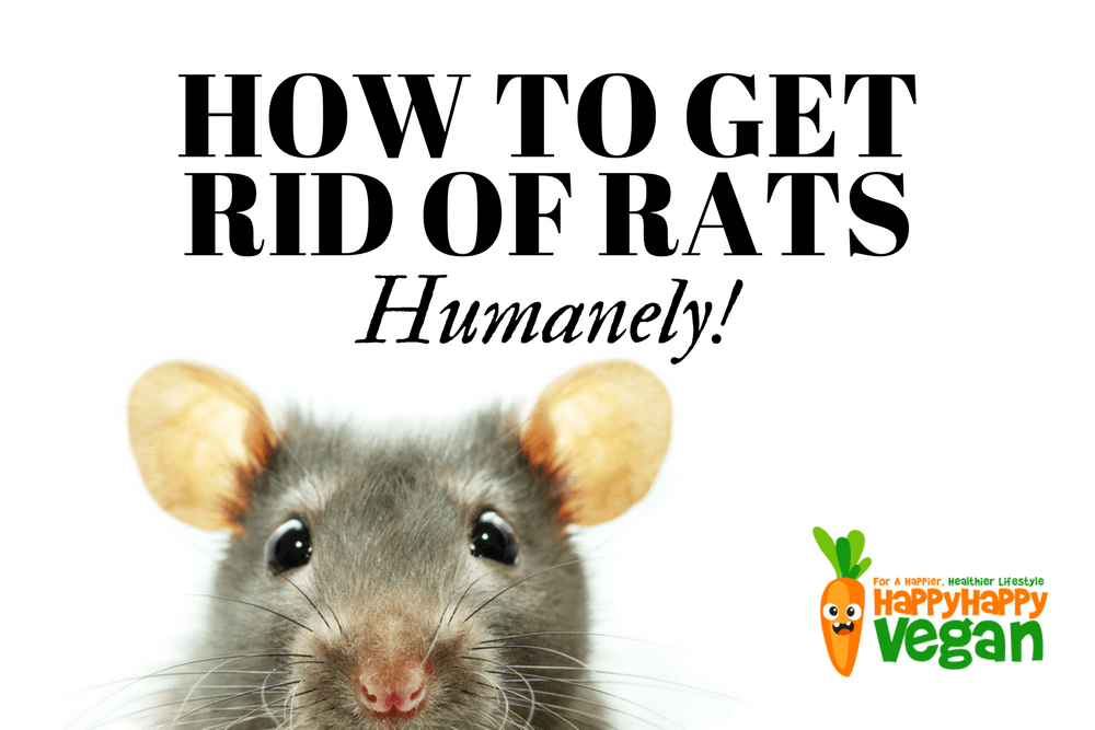 how to get rid of rats 1