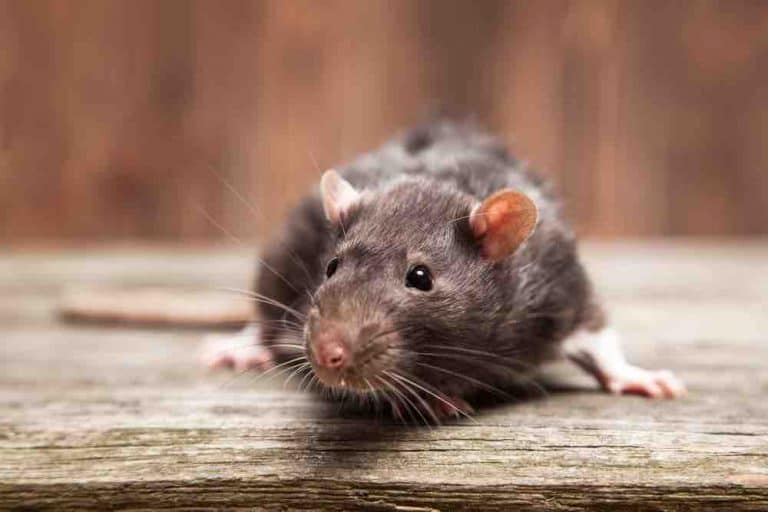 How To Get Rid Of Rats Humanely: No-Kill Solutions To Rodent Problems