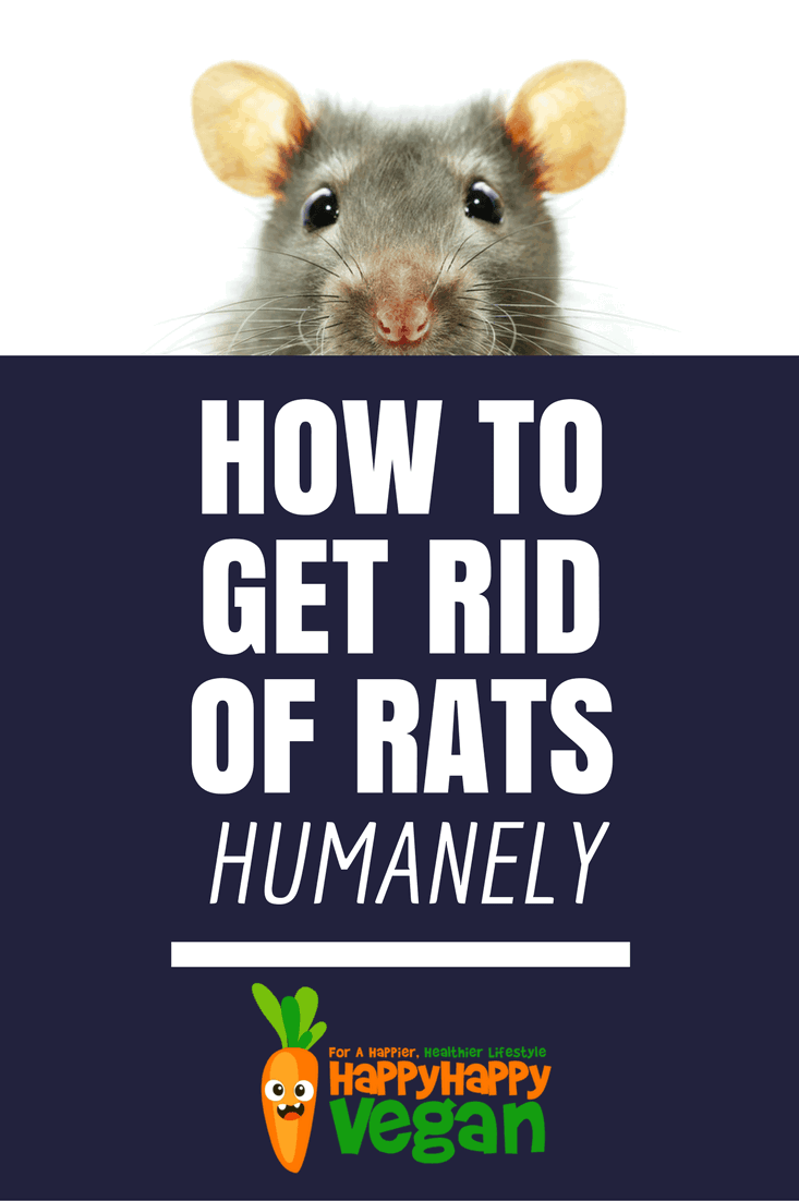 How To Get Rid Of Rats Humanely: No-Kill Solutions To Rodent Problems